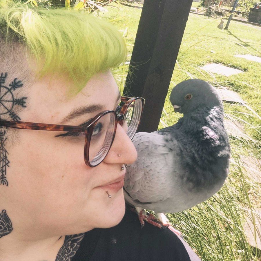 Sora the pigeon